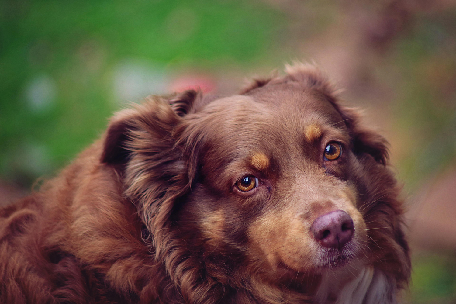 Dog 3-1500px.jpg